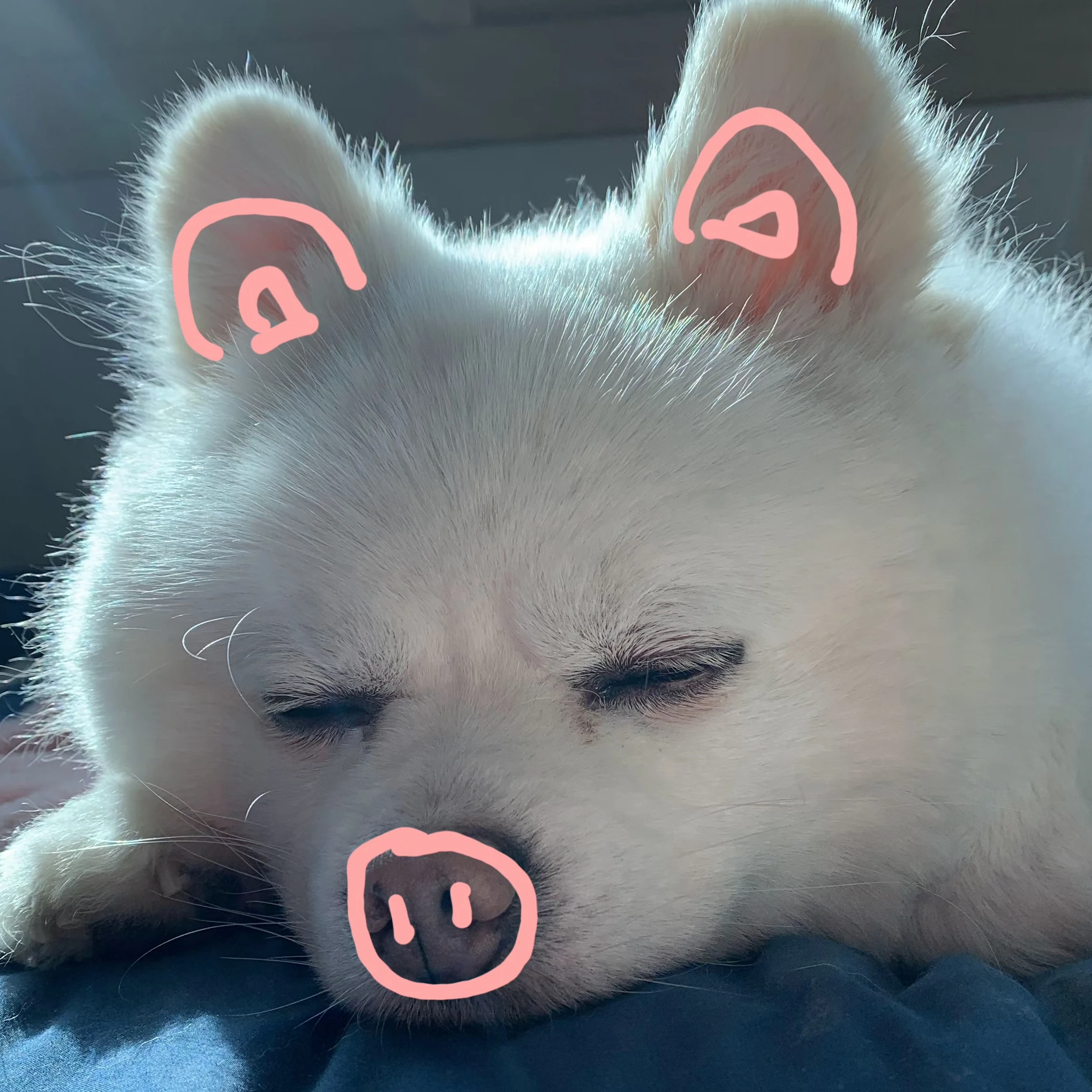 정꼬미
