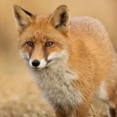 Profile image of 여우