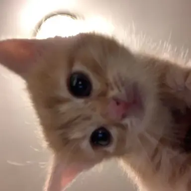 Profile image of 고양이