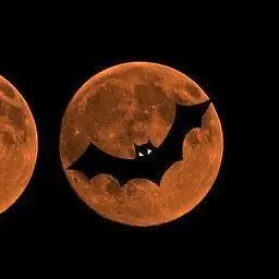 Profile image of 공룡