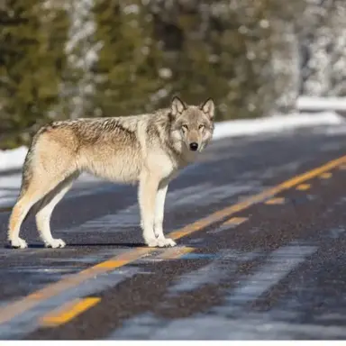 Profile image of 늑대