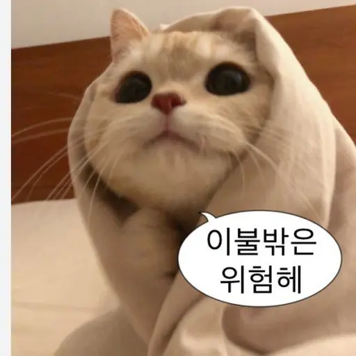 WideSoul7340의 길냥이❄️