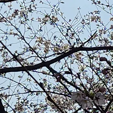 Profile image of 핑구
