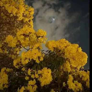 Profile image of 김일영