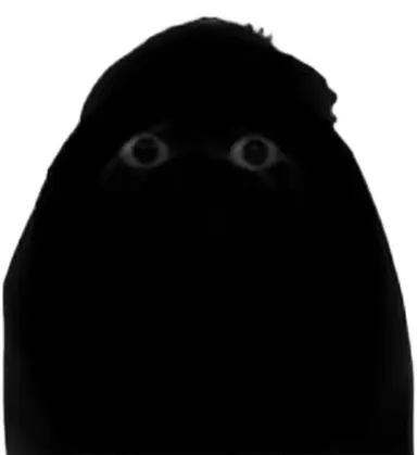 Profile image of Munci
