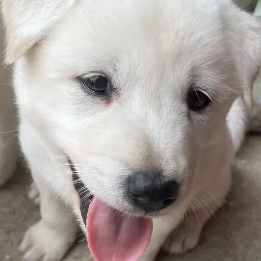 LushWhisk8414의 강아디
