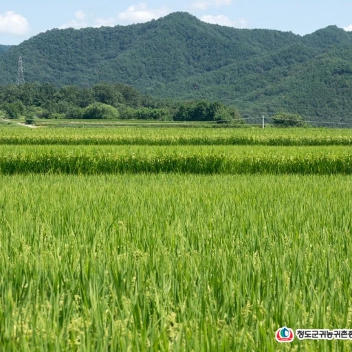 시골