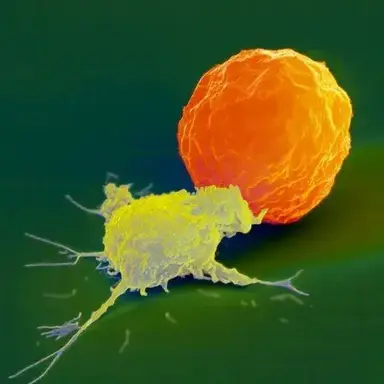 Profile image of NK세포