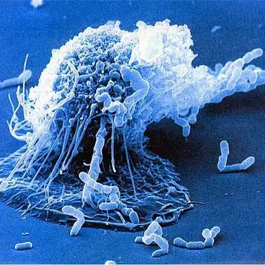 Profile image of 대식 세포