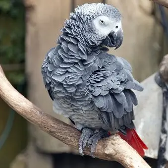 Profile image of ヨウム