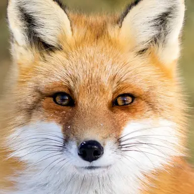 Profile image of 狐