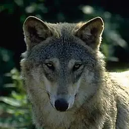 Profile image of 狼