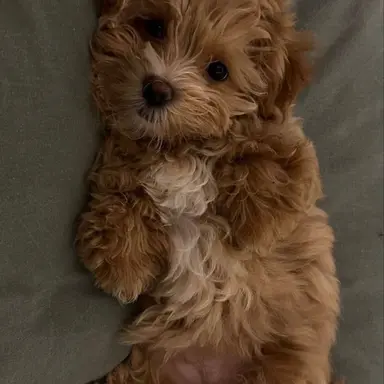 Profile image of Toe b