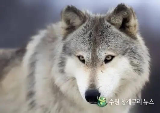 Profile image of 늑대맛 쿠키
