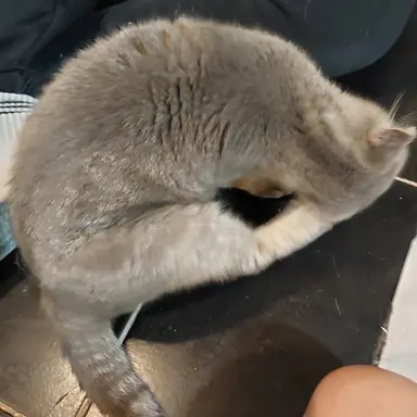 Profile image of 리에프