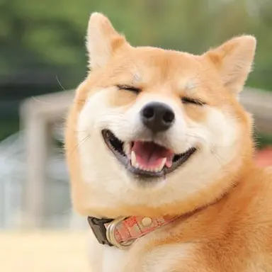 Profile image of こむぎ