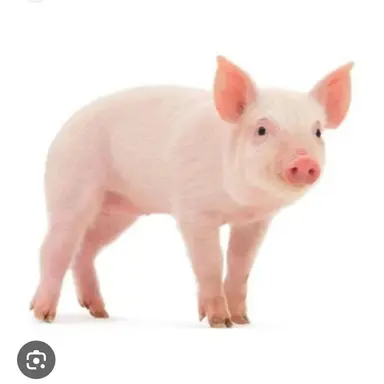 Profile image of 여우