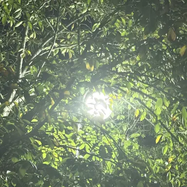 Profile image of 공룡