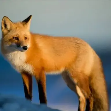 Profile image of 여우연