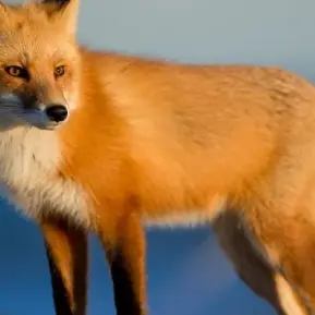 Profile image of 히헤니 시노