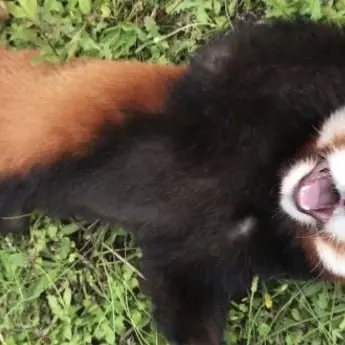 Profile image of みんぐ