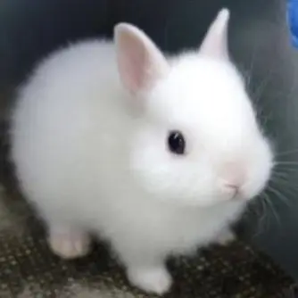 Profile image of ちょる