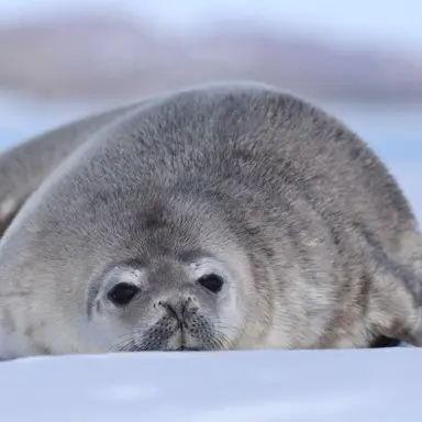 Profile image of 南極の生物