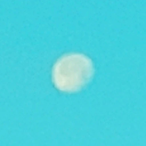 캐린티