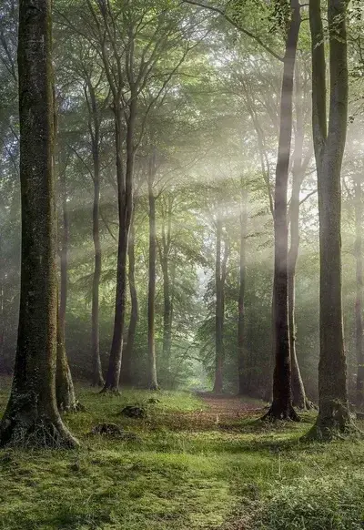 LameSkier8292의 Woodwalkers