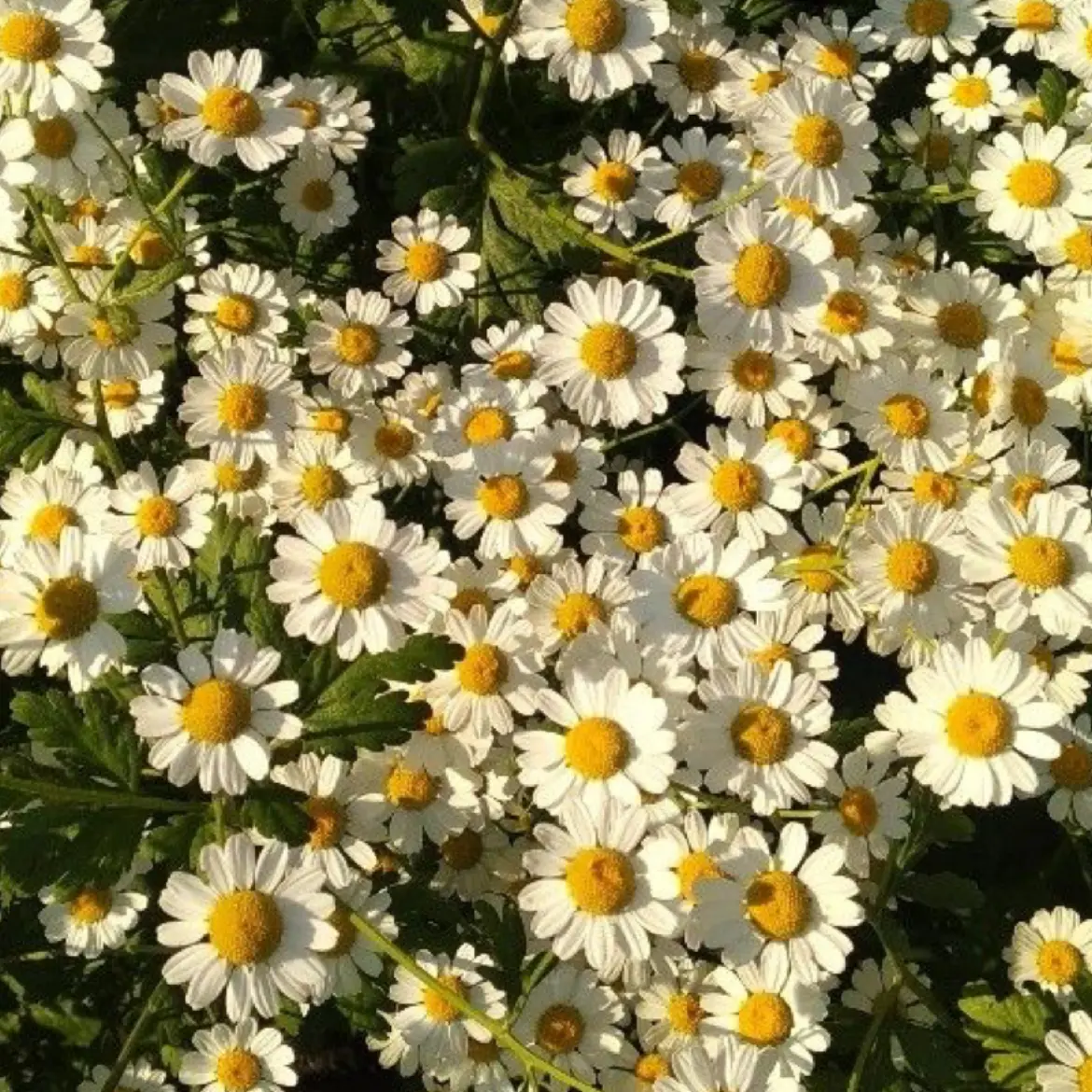 EarlyRazor6650의 ※自分用※