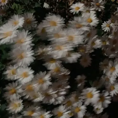 Profile image of 강영현