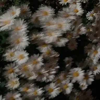 Profile image of user