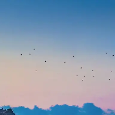 Profile image of 松村七星