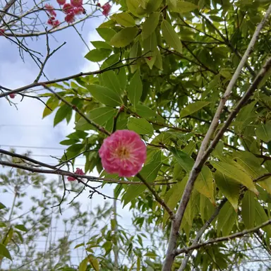 Profile image of 각경위