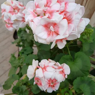 Profile image of 공경사