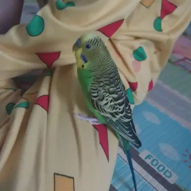 Profile image of 아.이.브