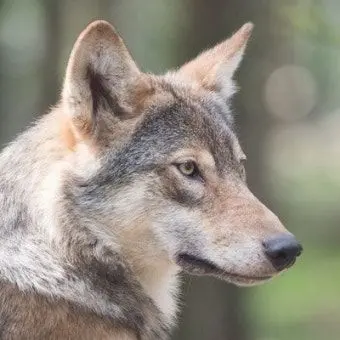 Profile image of 늑대