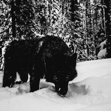 Profile image of 칼리안