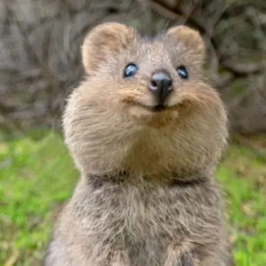 Profile image of 쿼카