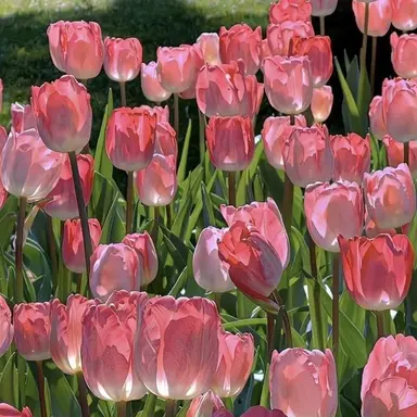 Profile image of 노윤하