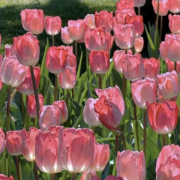 StupidKea5831의 졸업사진