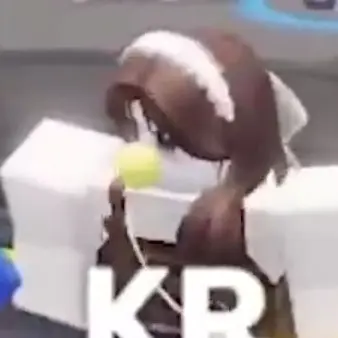 Profile image of 둘기