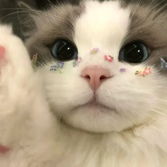 1030g_의 拾われた猫