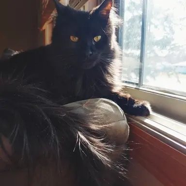 Profile image of Darcy