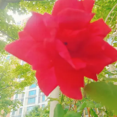 Profile image of 일로우