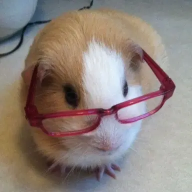 Profile image of 사쿠야