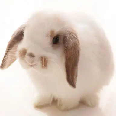 Profile image of れいうさ