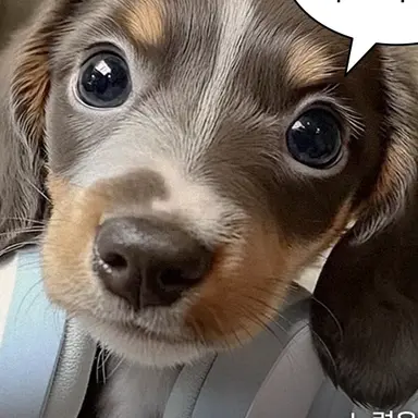 Profile image of 아이돌