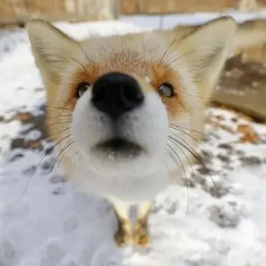 Profile image of 여우