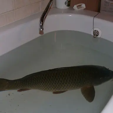 Profile image of 안녕